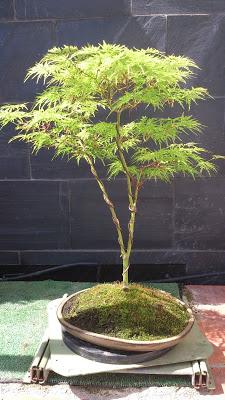 Acer Palmatum Seiryu y Sus comienzos .