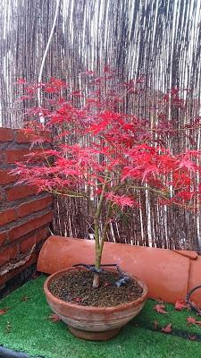 Acer Palmatum Seiryu y Sus comienzos .