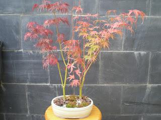 Acer Palmatum Seiryu y Sus comienzos .