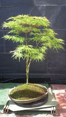 Acer Palmatum Seiryu y Sus comienzos .