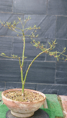 Acer Palmatum Seiryu y Sus comienzos .