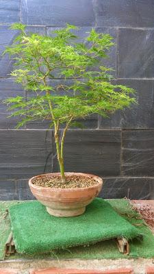 Acer Palmatum Seiryu y Sus comienzos .