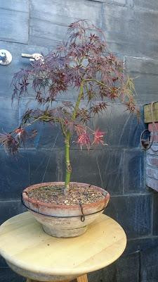 Acer Palmatum Seiryu y Sus comienzos .