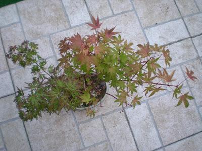 Acer Palmatum Seiryu y Sus comienzos .