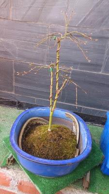 Acer Palmatum Seiryu y Sus comienzos .