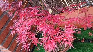 Acer Palmatum Seiryu y Sus comienzos .