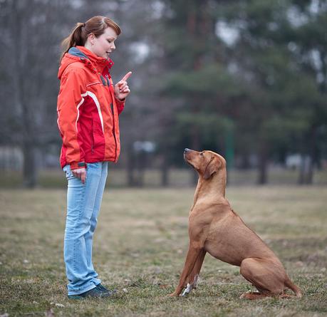 El entrenamiento permanente en obediencia ayuda a controlar la dominación en perros
