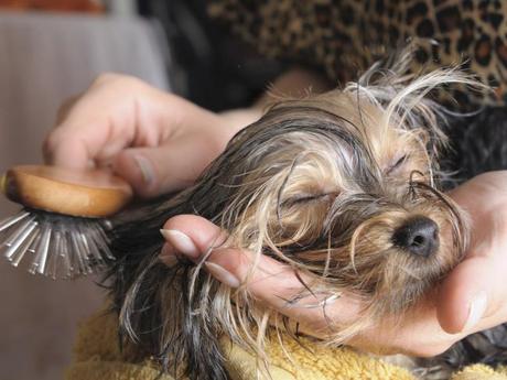 cepillar el pelo de los perros es esencial
