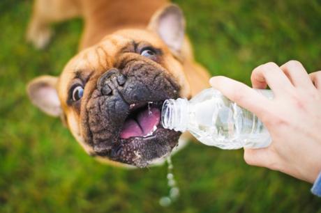 perro tomando agua