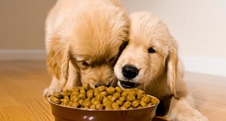 alimentacion de calidad para perros