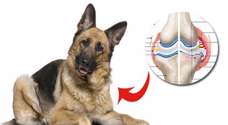 Cómo paliar el dolor articular de tu perro