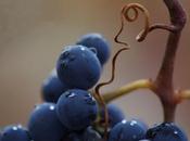 Vino…