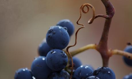 Las uvas por y para el vino
