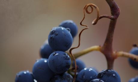 Con Pan y Vino… Las uvas por y para el vino