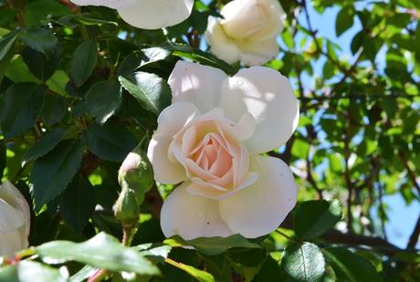 Primavera en La Cumbre