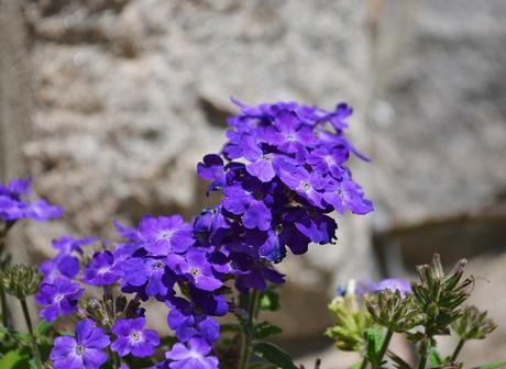 Primavera en La Cumbre