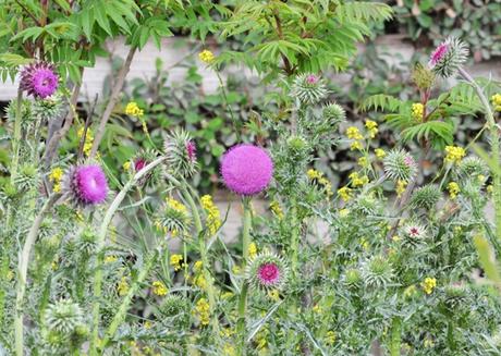 Primavera en La Cumbre