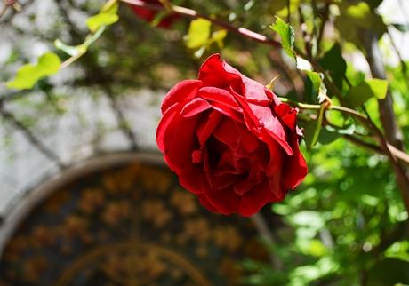 Primavera en La Cumbre