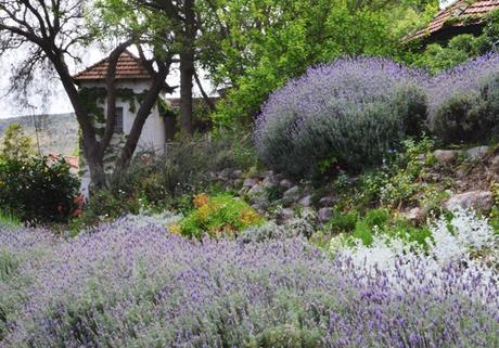 Primavera en La Cumbre