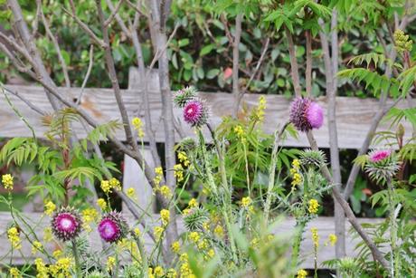 Primavera en La Cumbre