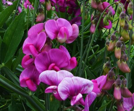 Primavera en La Cumbre