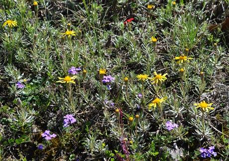 Primavera en La Cumbre
