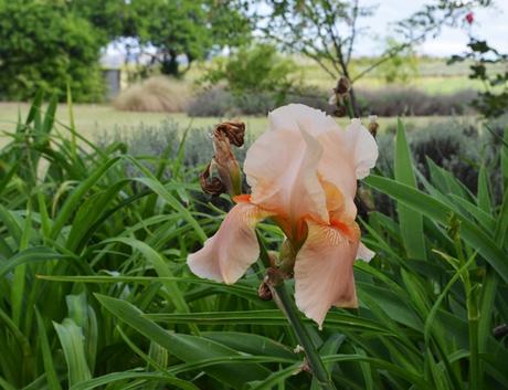 Primavera en La Cumbre