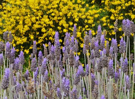 Primavera en La Cumbre