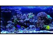 Algas acuario truco para mascotas