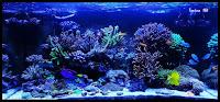 Algas en el acuario