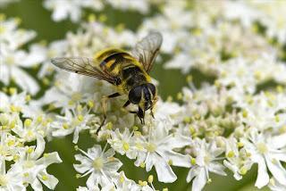 Para ampliar Myathropa florea (Linnaeus, 1758) hacer clic