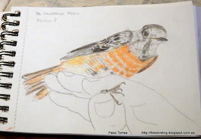 Dibujos de la serie aves en mano: