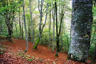 imagen del bosque de Peloño