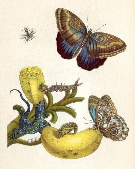 Dibujando mariposas, Maria Sibylla Merian (1647-1717)