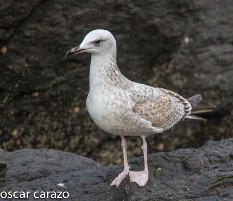 GAVIOTA CASPICA LARUS CACHINANS