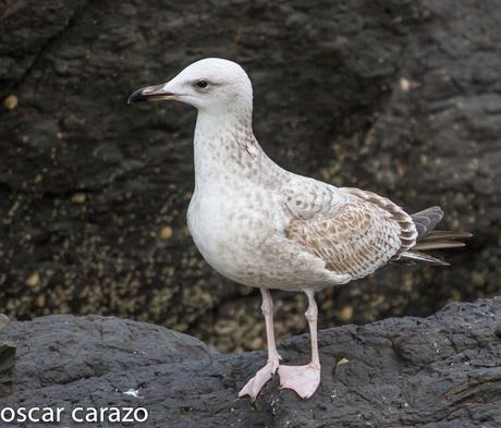 GAVIOTA CASPICA LARUS CACHINANS