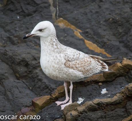 GAVIOTA CASPICA LARUS CACHINANS