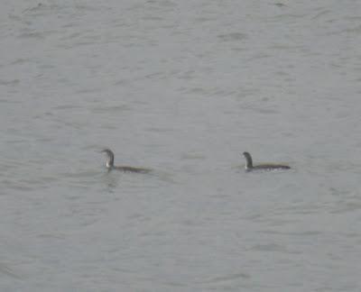 Colimbos chicos refugiados