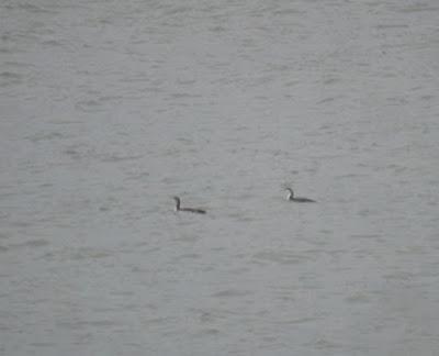 Colimbos chicos refugiados