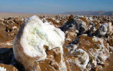 El desierto de Atacama, un hogar acogedor para algas y cianobacterias