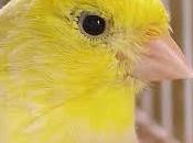 significado soñar canario.