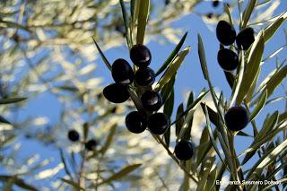 ACEITUNAS Y OLIVOS