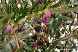 ACEITUNAS Y OLIVOS