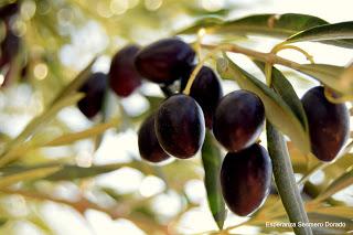 ACEITUNAS Y OLIVOS