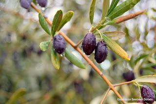 ACEITUNAS Y OLIVOS