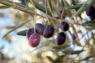 ACEITUNAS Y OLIVOS