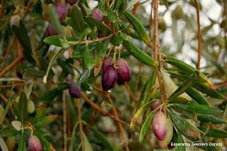 ACEITUNAS Y OLIVOS