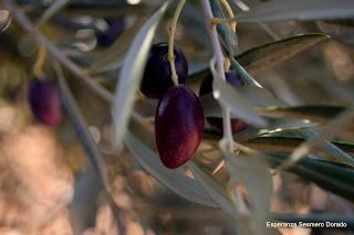 ACEITUNAS Y OLIVOS