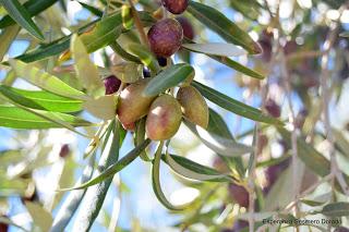 ACEITUNAS Y OLIVOS