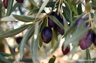 ACEITUNAS Y OLIVOS